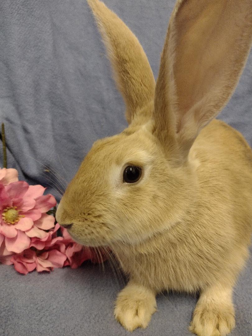 Shaela, a Adoptable Harlequin in Plymouth, MI image 3/3