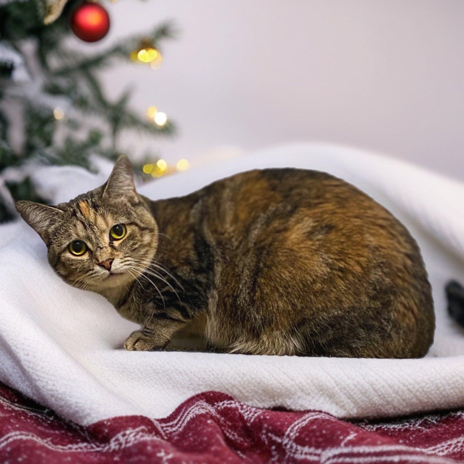 Enlarge CRANBERRY BISCUIT, a Adoptable Domestic Short Hair in Graham, WA image 1/4
