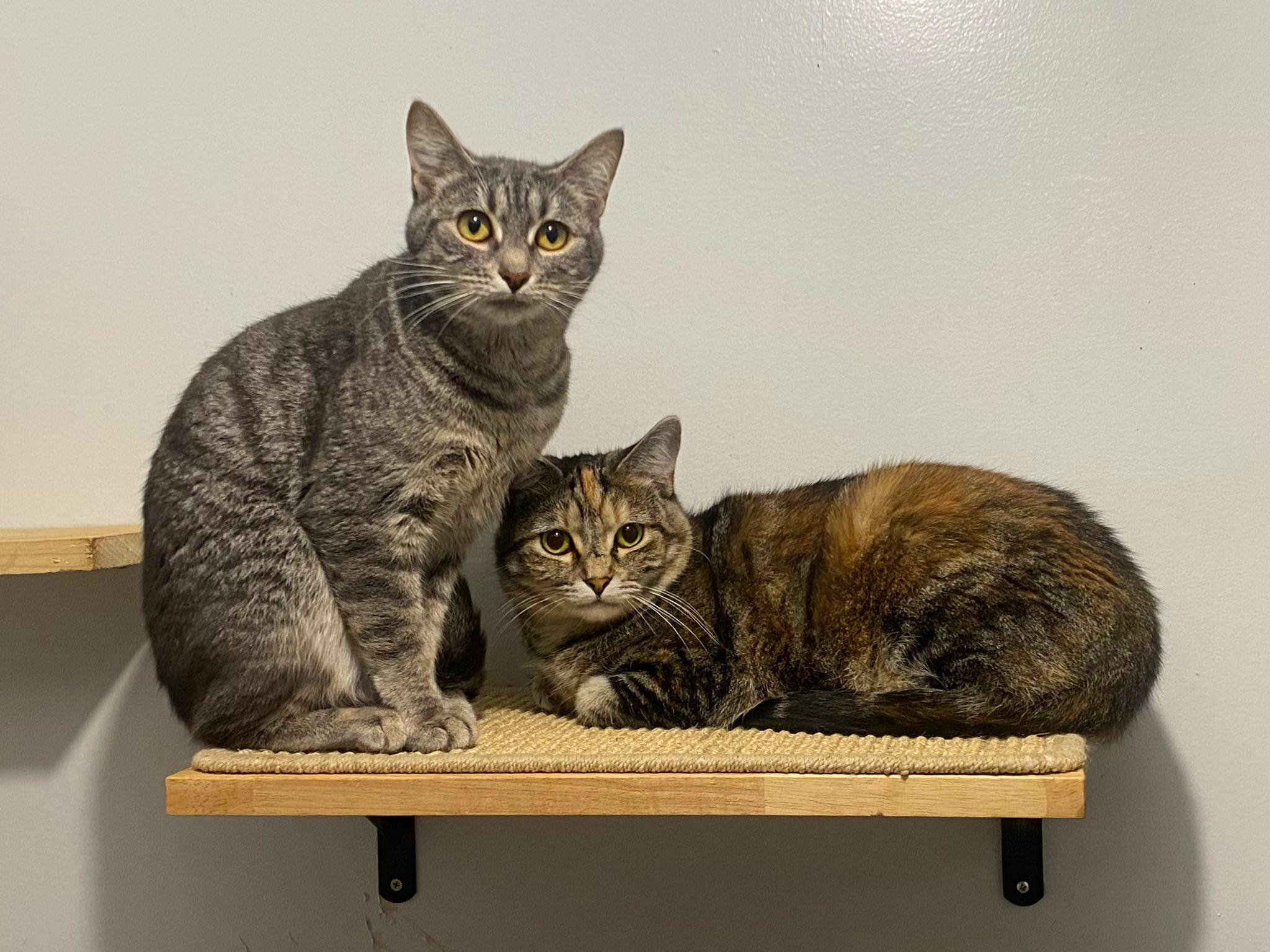 Enlarge CRANBERRY BISCUIT, a Adoptable Domestic Short Hair in Graham, WA image 2/4