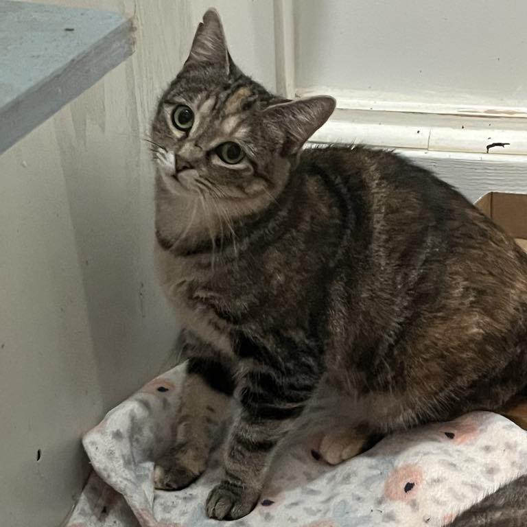 Enlarge CRANBERRY BISCUIT, a Adoptable Domestic Short Hair in Graham, WA image 3/4