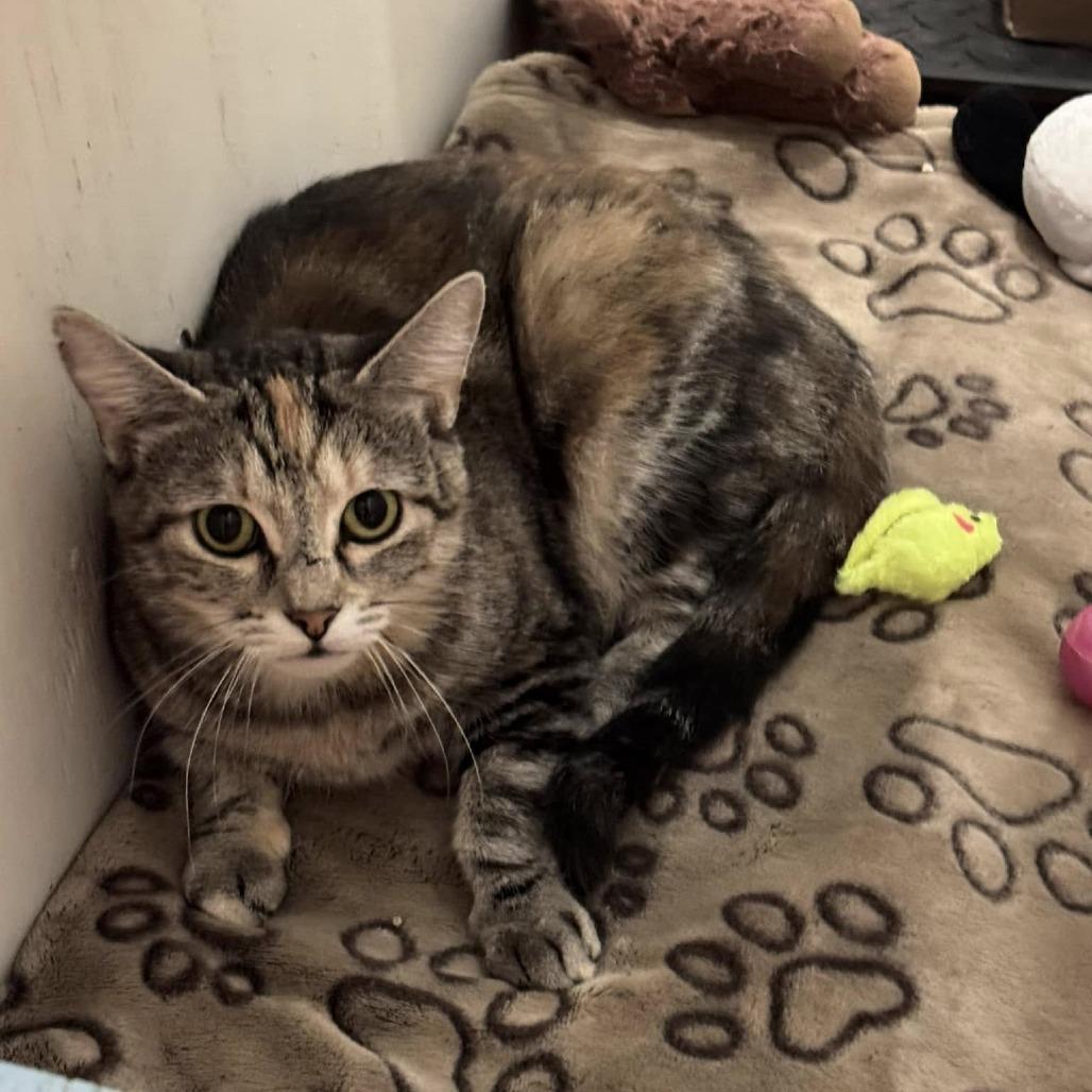 Enlarge CRANBERRY BISCUIT, a Adoptable Domestic Short Hair in Graham, WA image 4/4