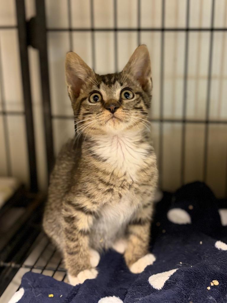 Poppy, Adoptable, Kitten Female Domestic Short Hair.