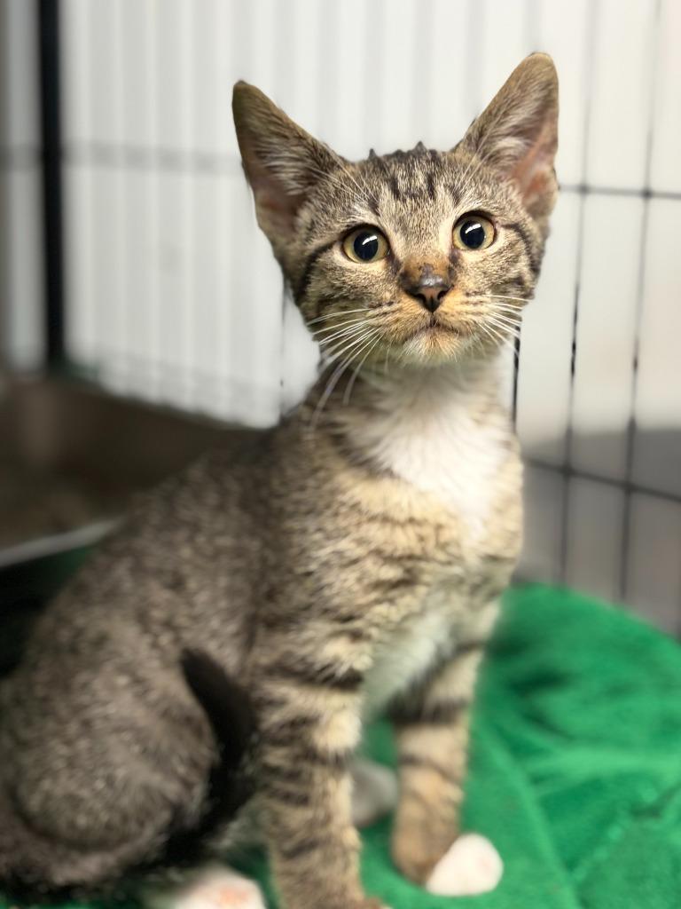 Enlarge Poppy, a Adoptable mixed breed in Lockhart, TX image 3/3