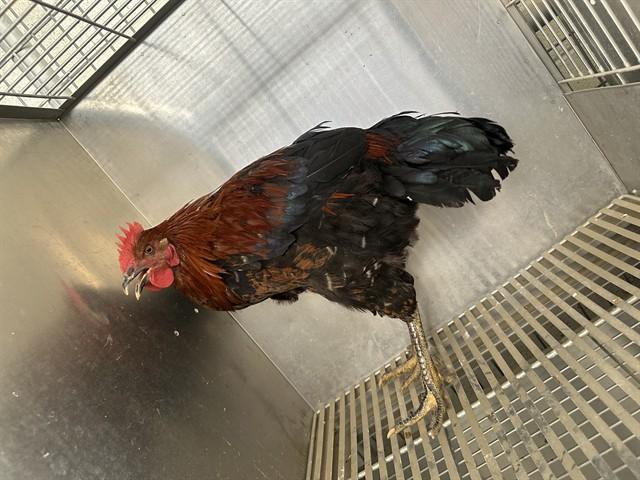 Enlarge IVAR, a Adoptable Chicken in Lancaster, CA image 1/1