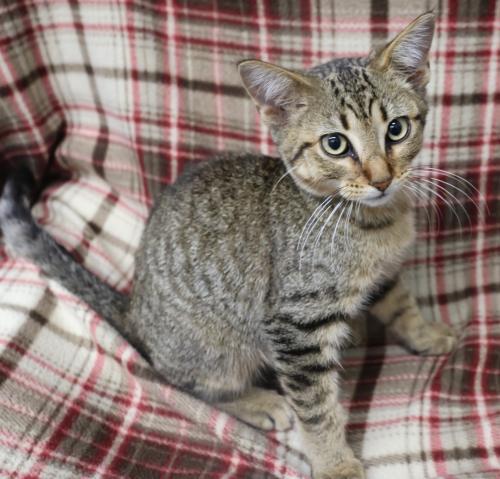 Ginseng, Adoptable, Young Male Domestic Short Hair.