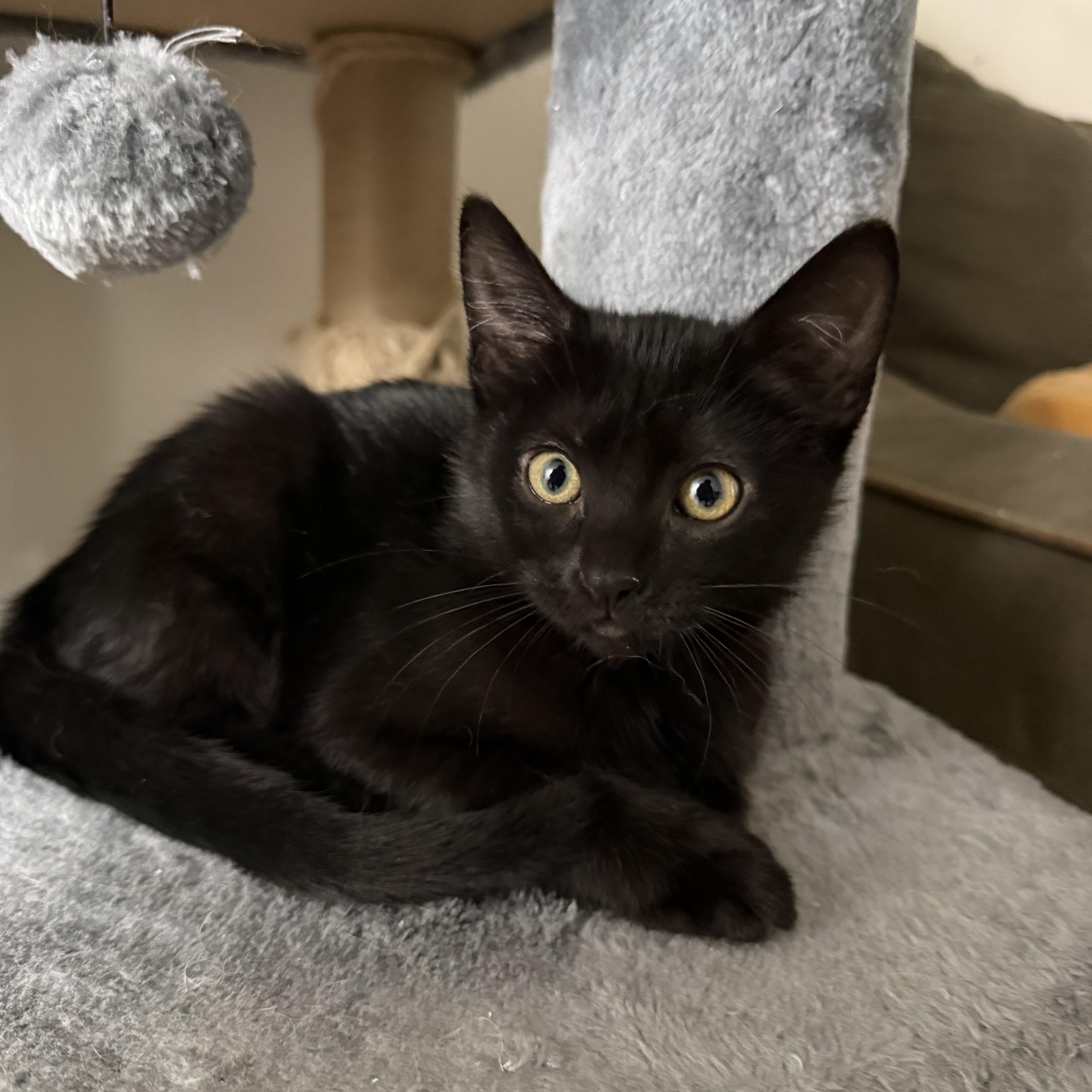 Kismet, ADOPTABLE, Kitten Male Domestic Short Hair.