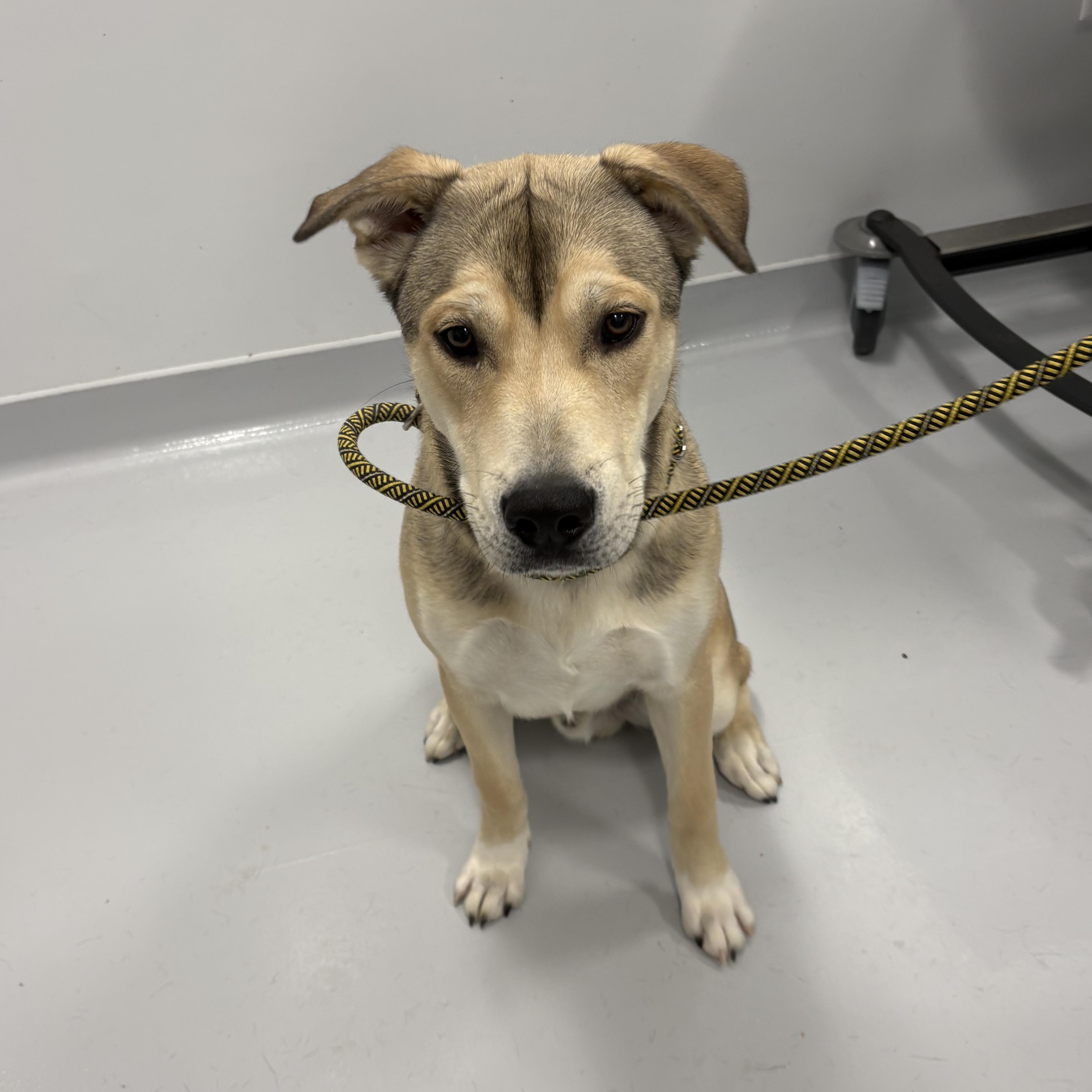 Sarge, ADOPTABLE, Young Male Shepherd & Husky.