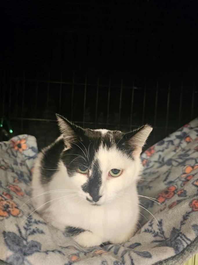 Enlarge Oreo, a Adoptable mixed breed in Hutchinson, MN image 1/4