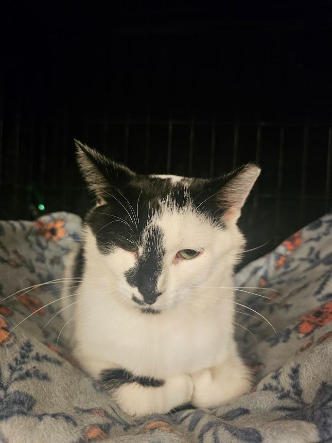 Enlarge Oreo, a Adoptable mixed breed in Hutchinson, MN image 2/4