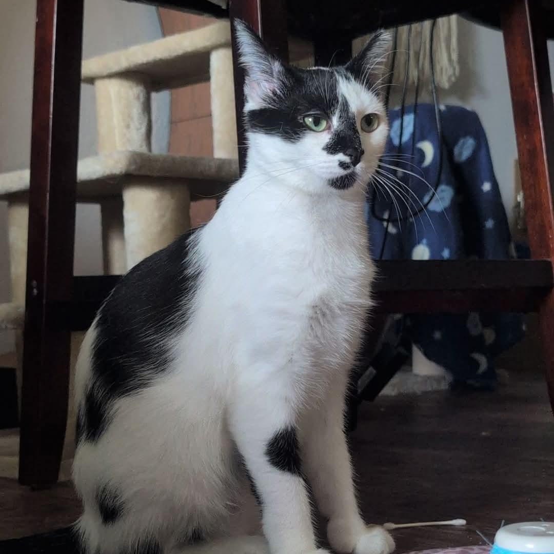 Oreo, an adoptable Domestic Short Hair in Hutchinson, MN, 55350 | Photo Image 1