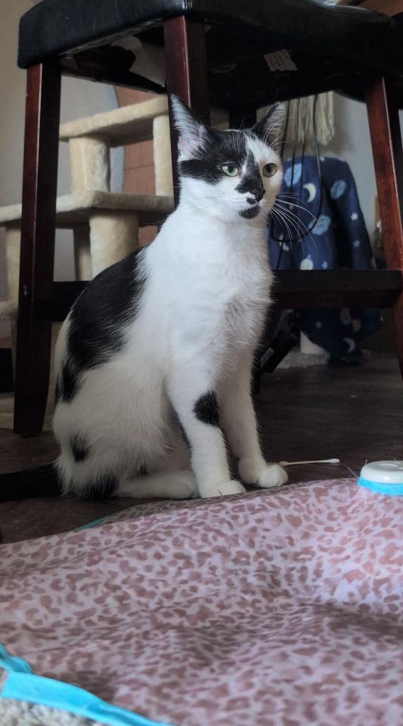 Enlarge Oreo, a Adoptable mixed breed in Hutchinson, MN image 3/4