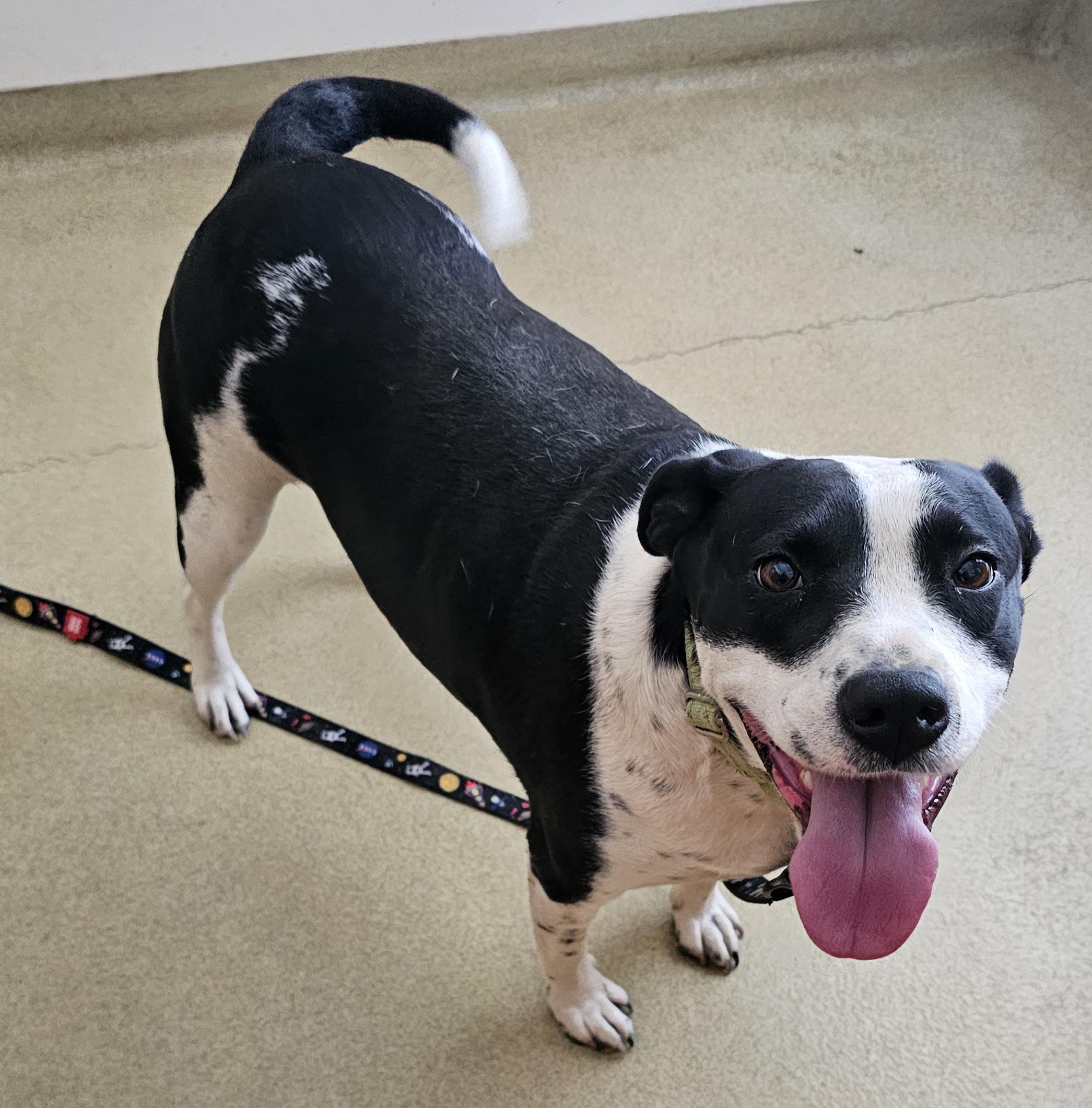 Enlarge Emily, a Adoptable mixed breed in Blacksburg, SC image 3/4