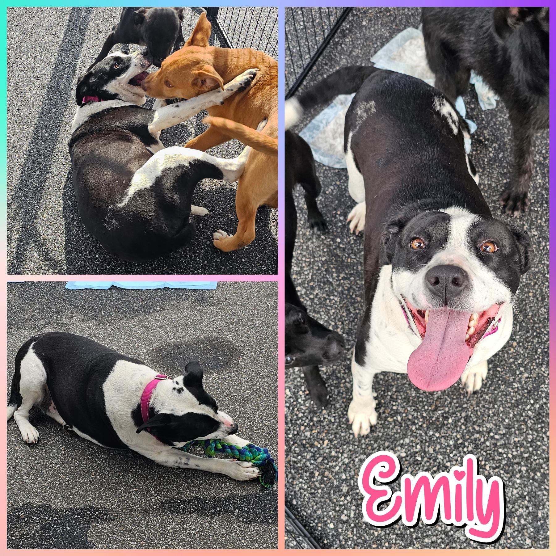 Emily, Adoptable, Adult Female American Staffordshire Terrier & Pit Bull Terrier.