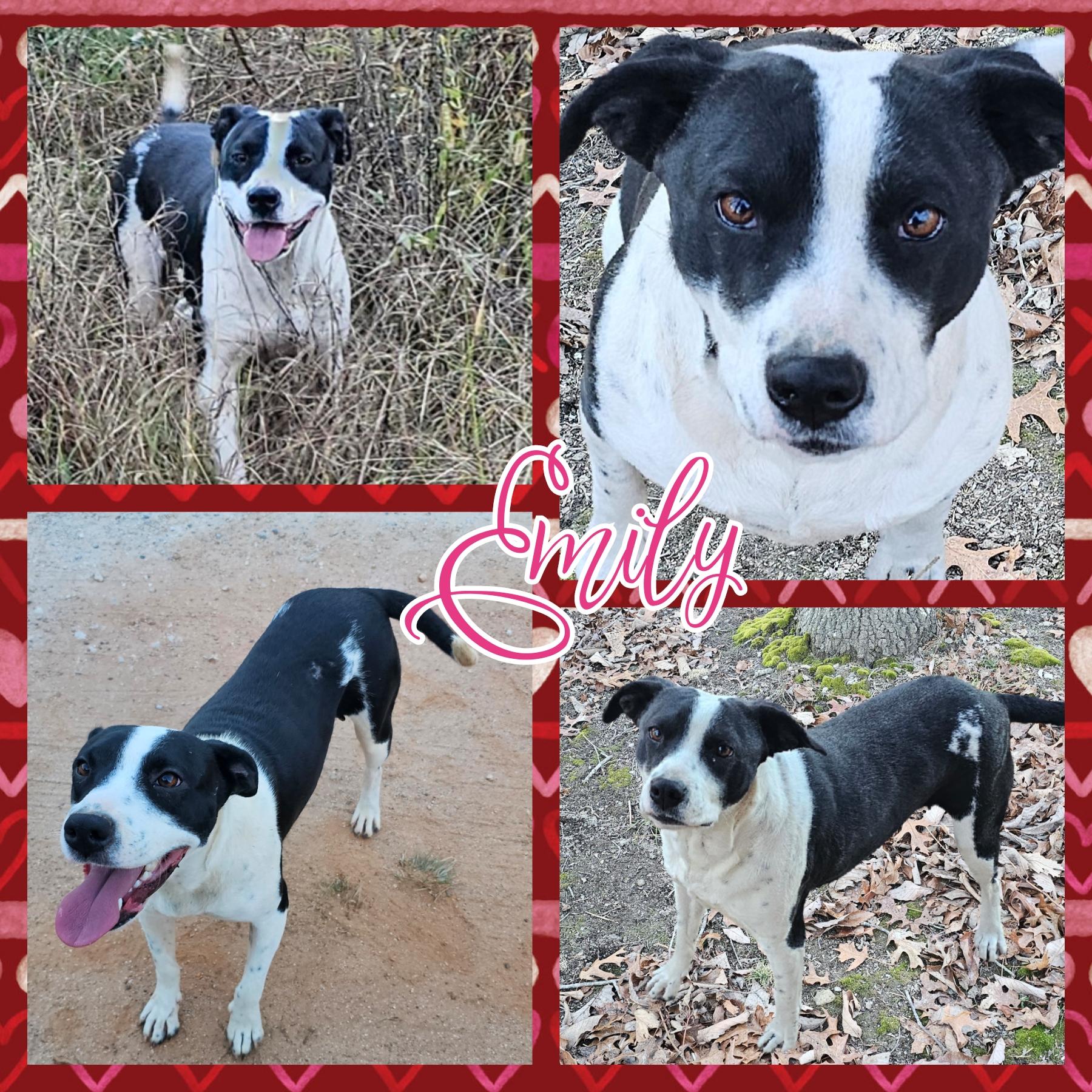 Enlarge Emily, a Adoptable mixed breed in Blacksburg, SC image 4/4