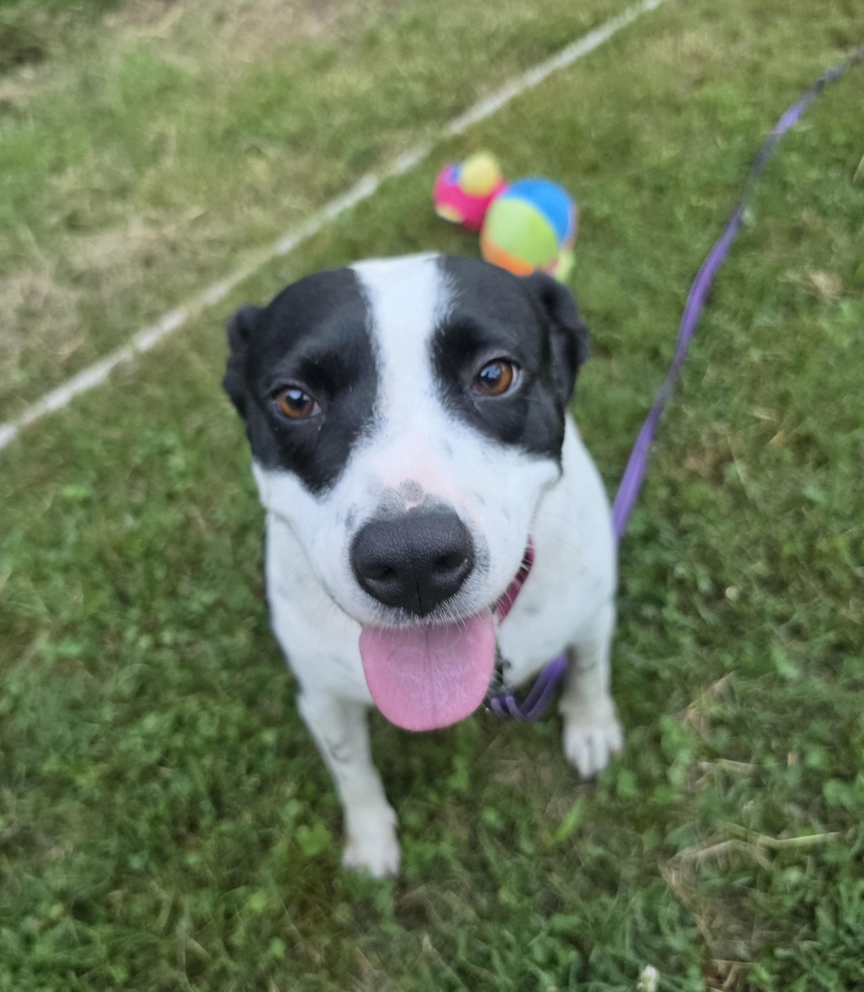 Emily, Adoptable, Adult Female American Staffordshire Terrier & Pit Bull Terrier.