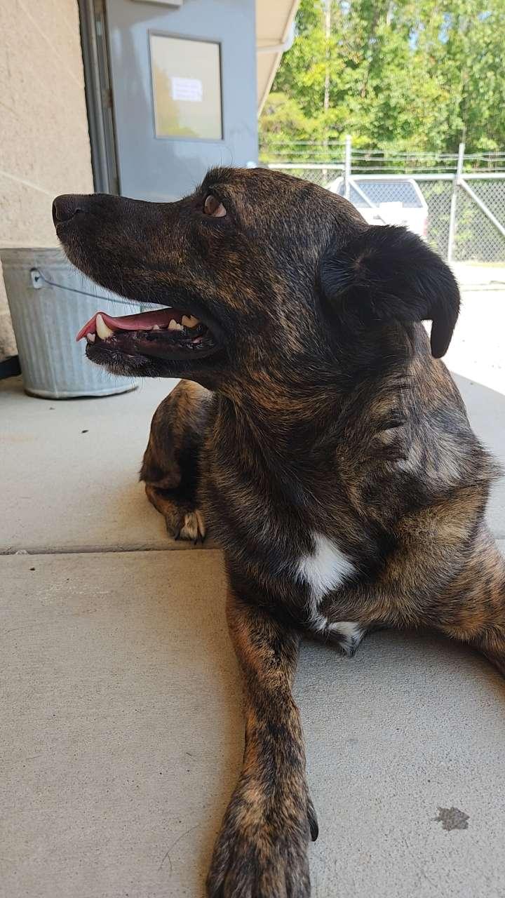 Trudy, Adoptable, Adult Female Border Collie.