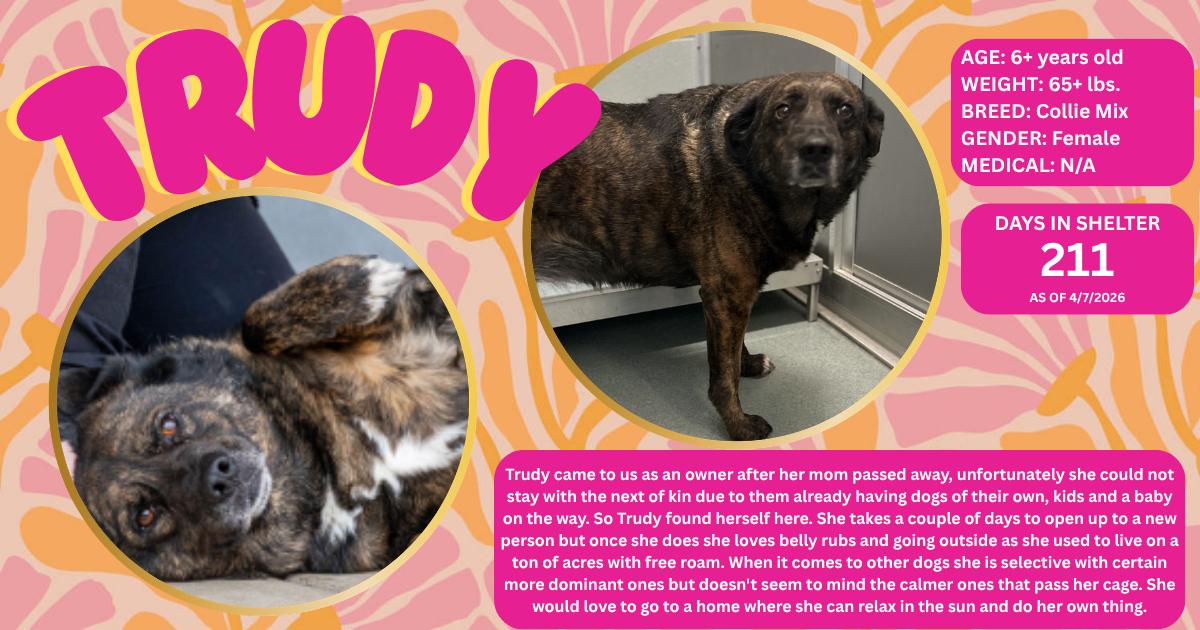 Enlarge Trudy, a Adoptable mixed breed in Powhatan, VA image 1/3