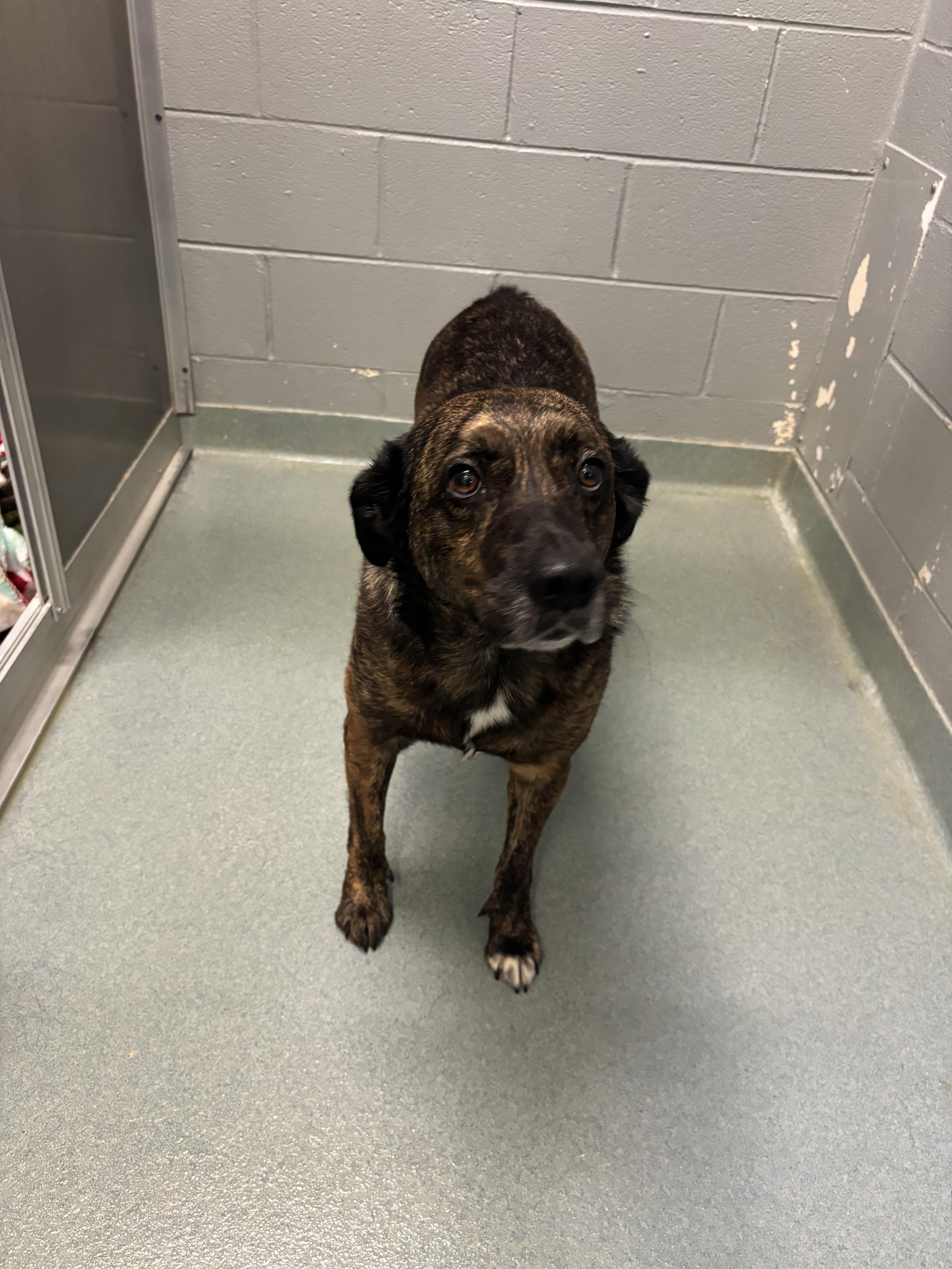 Enlarge Trudy, a Adoptable mixed breed in Powhatan, VA image 2/2