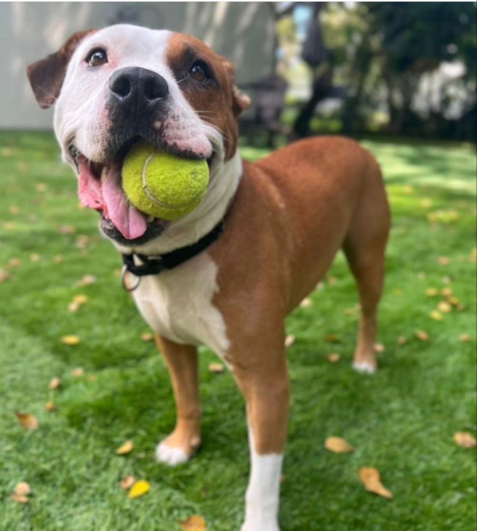 Chance, Adoptable, Adult Male Pit Bull Terrier.