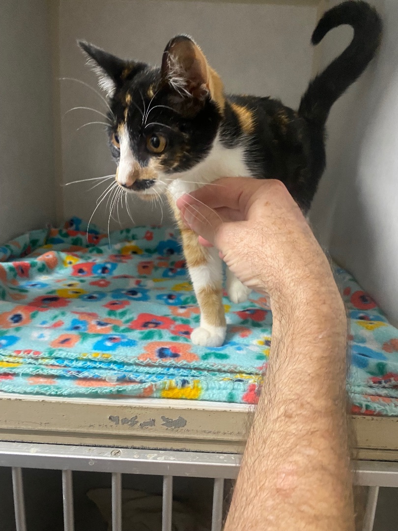 Enlarge Maizy, a Adopted Calico in Pinson, AL image 1/10