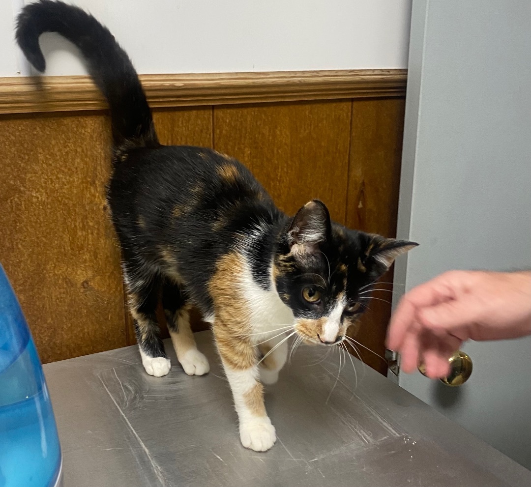 Enlarge Maizy, a Adopted Calico in Pinson, AL image 2/10