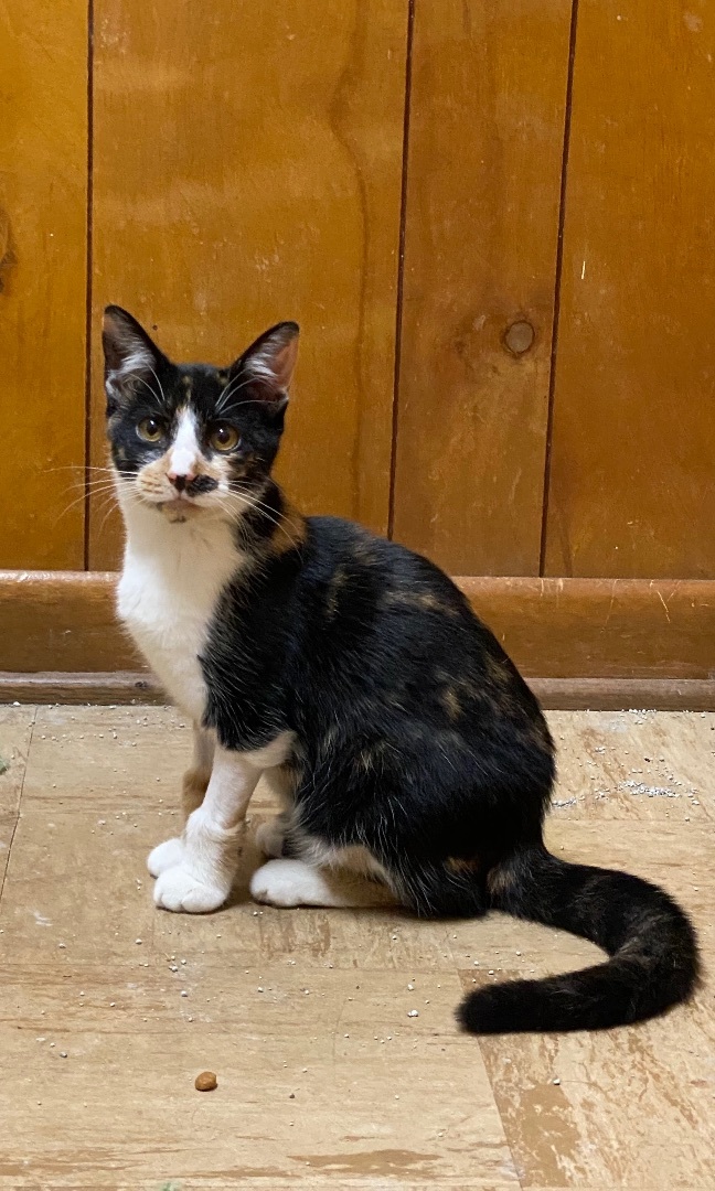 Enlarge Maizy, a Adopted Calico in Pinson, AL image 3/10