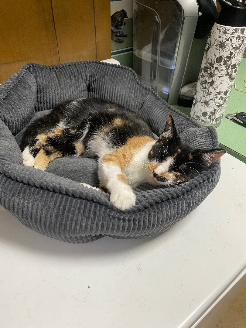 Enlarge Maizy, a Adopted Calico in Pinson, AL image 4/10