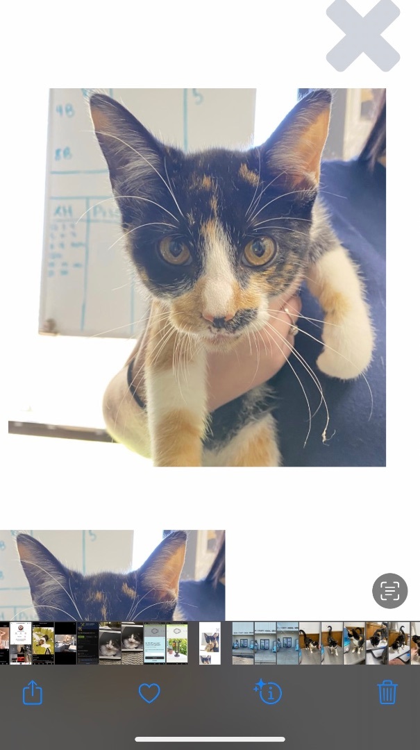 Enlarge Maizy, a Adopted Calico in Pinson, AL image 5/10