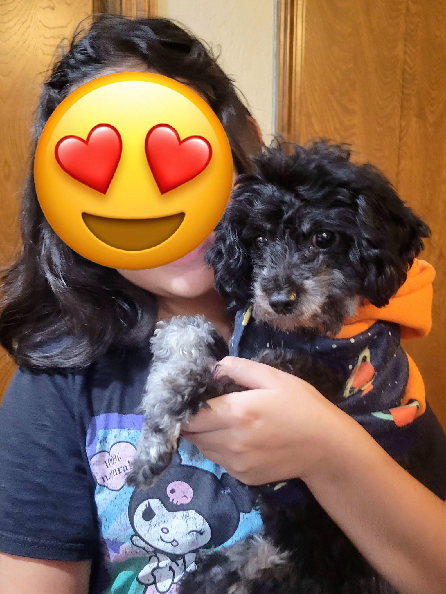 Enlarge Norm, a ADOPTABLE mixed breed in Salem, OR image 2/6