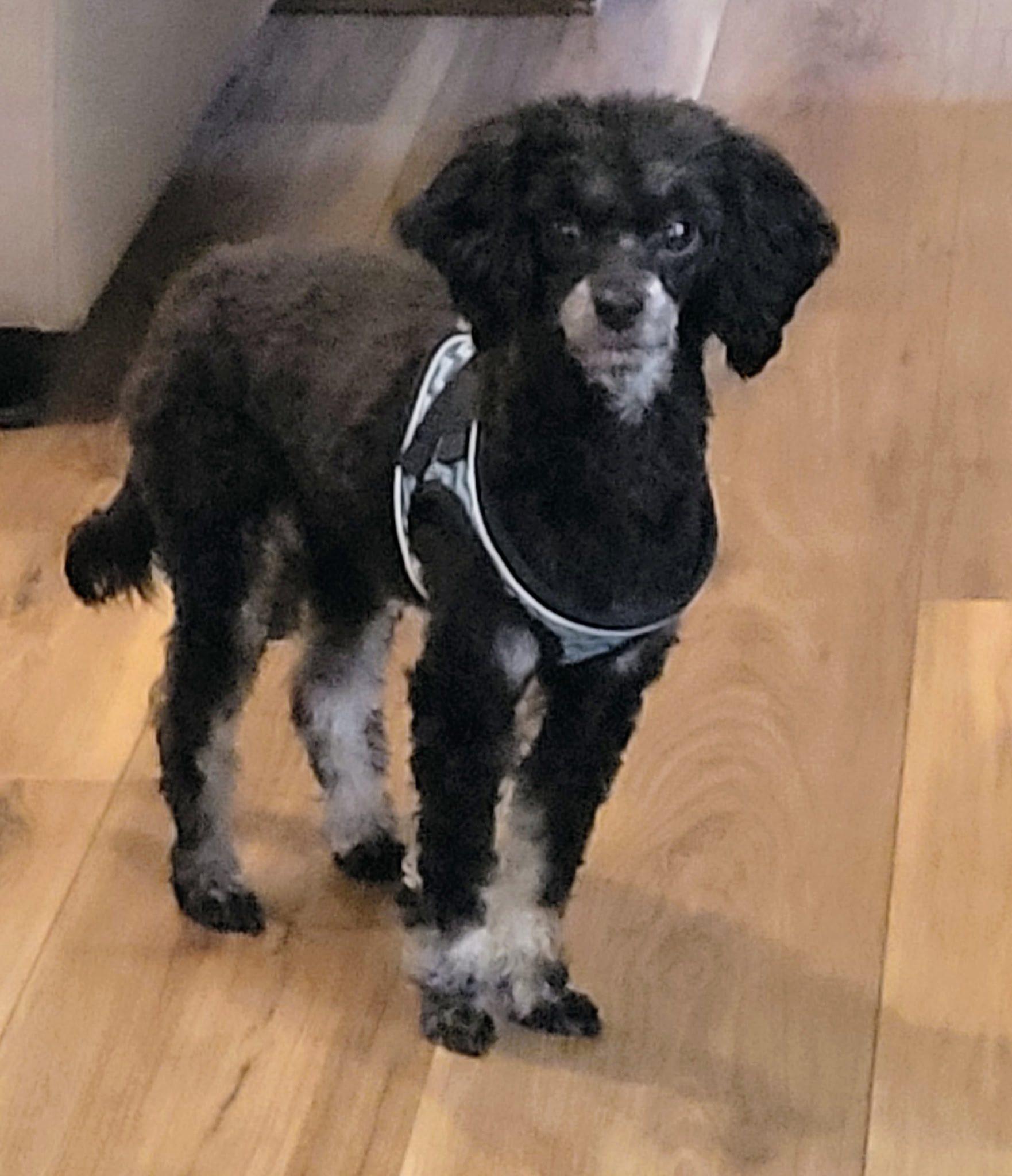 Enlarge Norm, a ADOPTABLE mixed breed in Salem, OR image 4/6