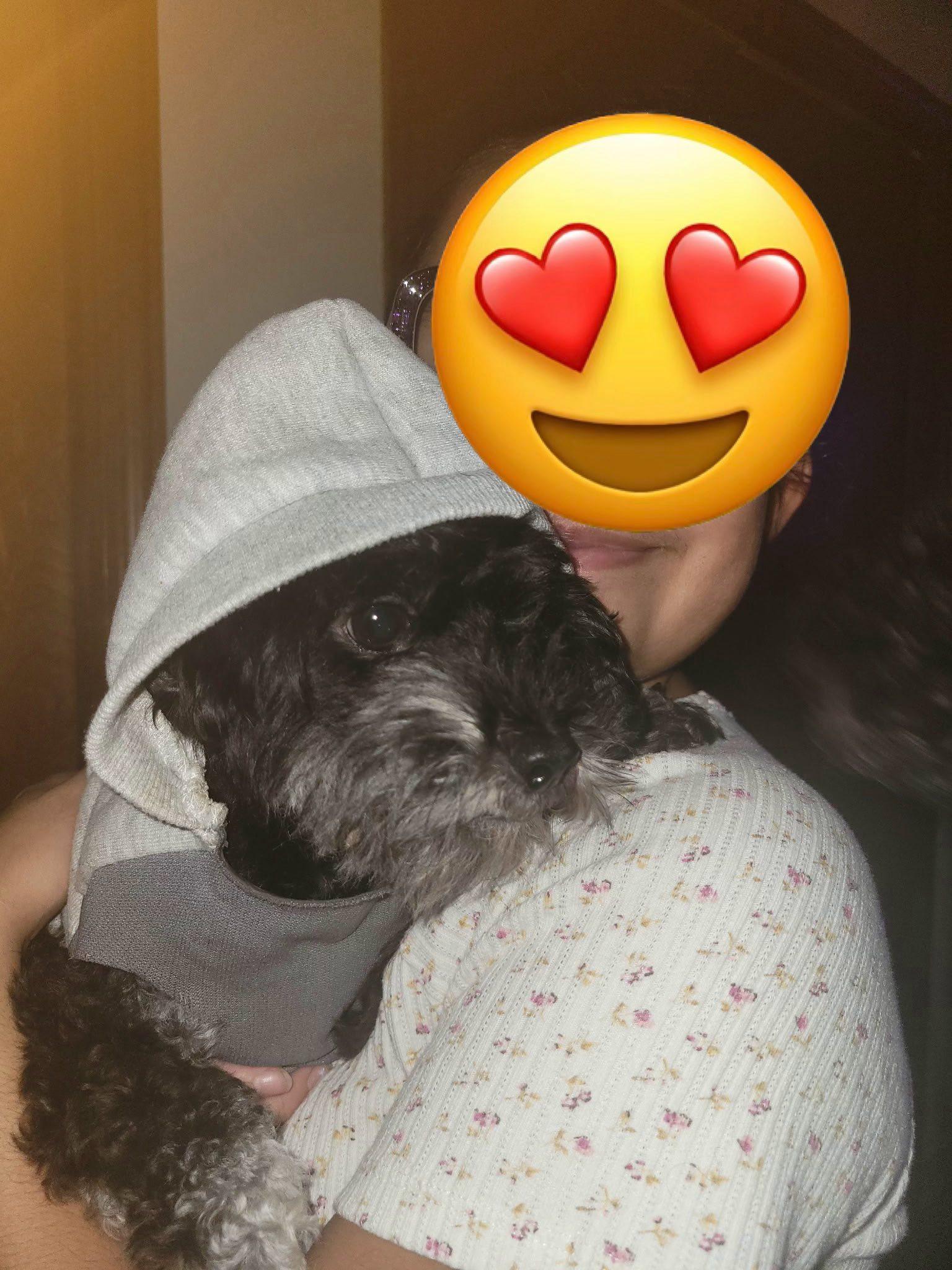 Enlarge Norm, a ADOPTABLE mixed breed in Salem, OR image 6/6