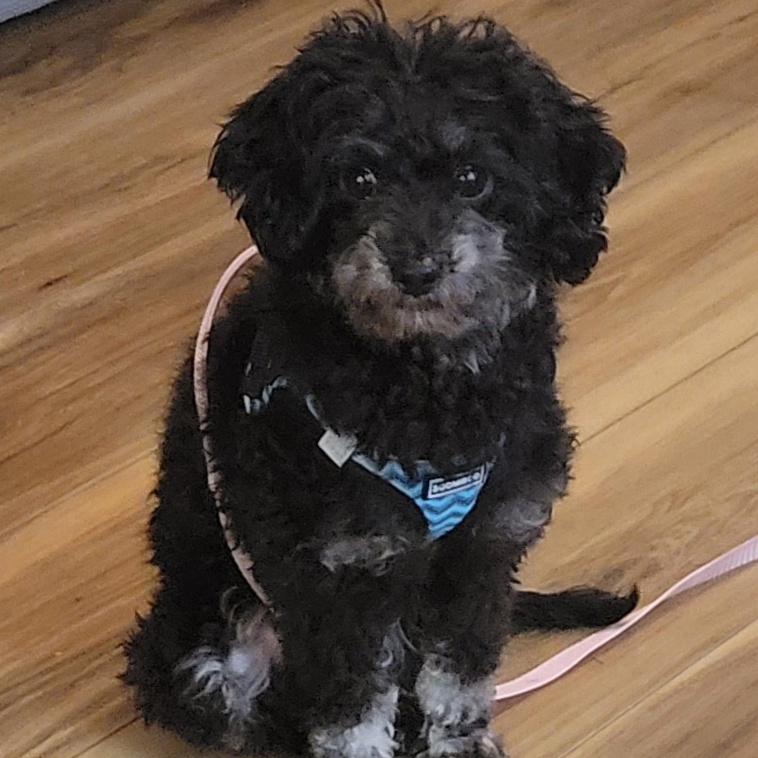 Norm, ADOPTABLE, Adult Male Miniature Poodle.