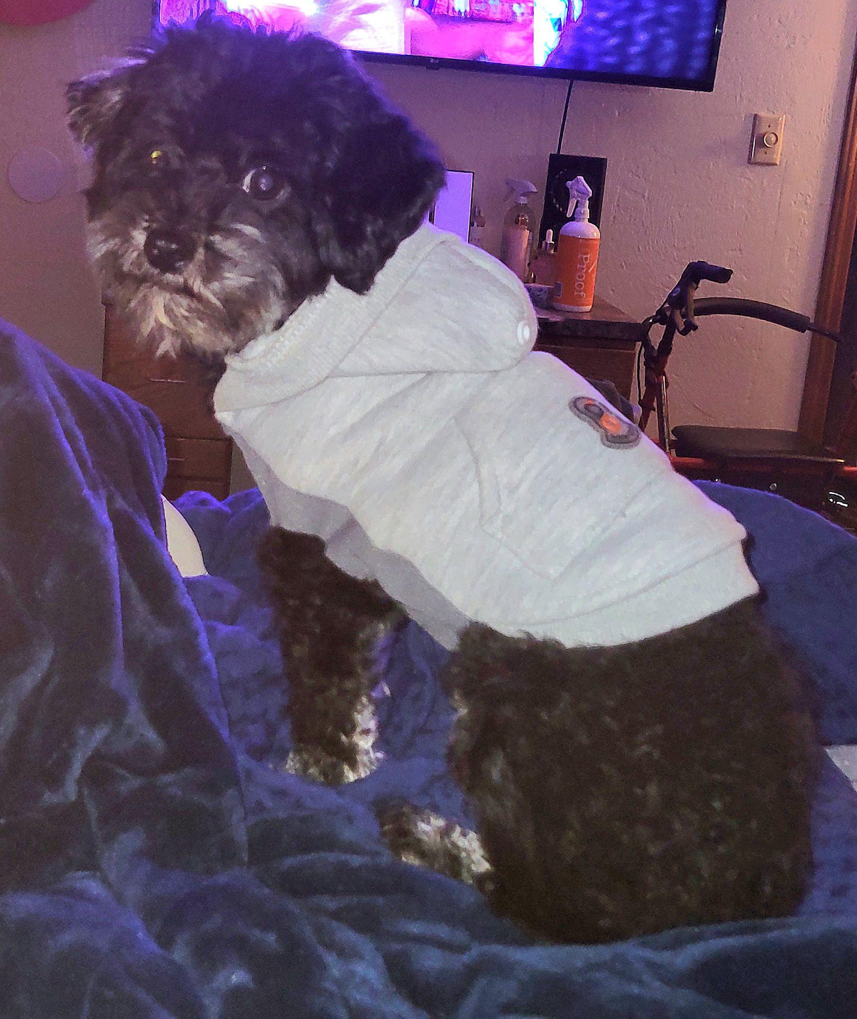 Enlarge Norm, a ADOPTABLE mixed breed in Salem, OR image 5/6