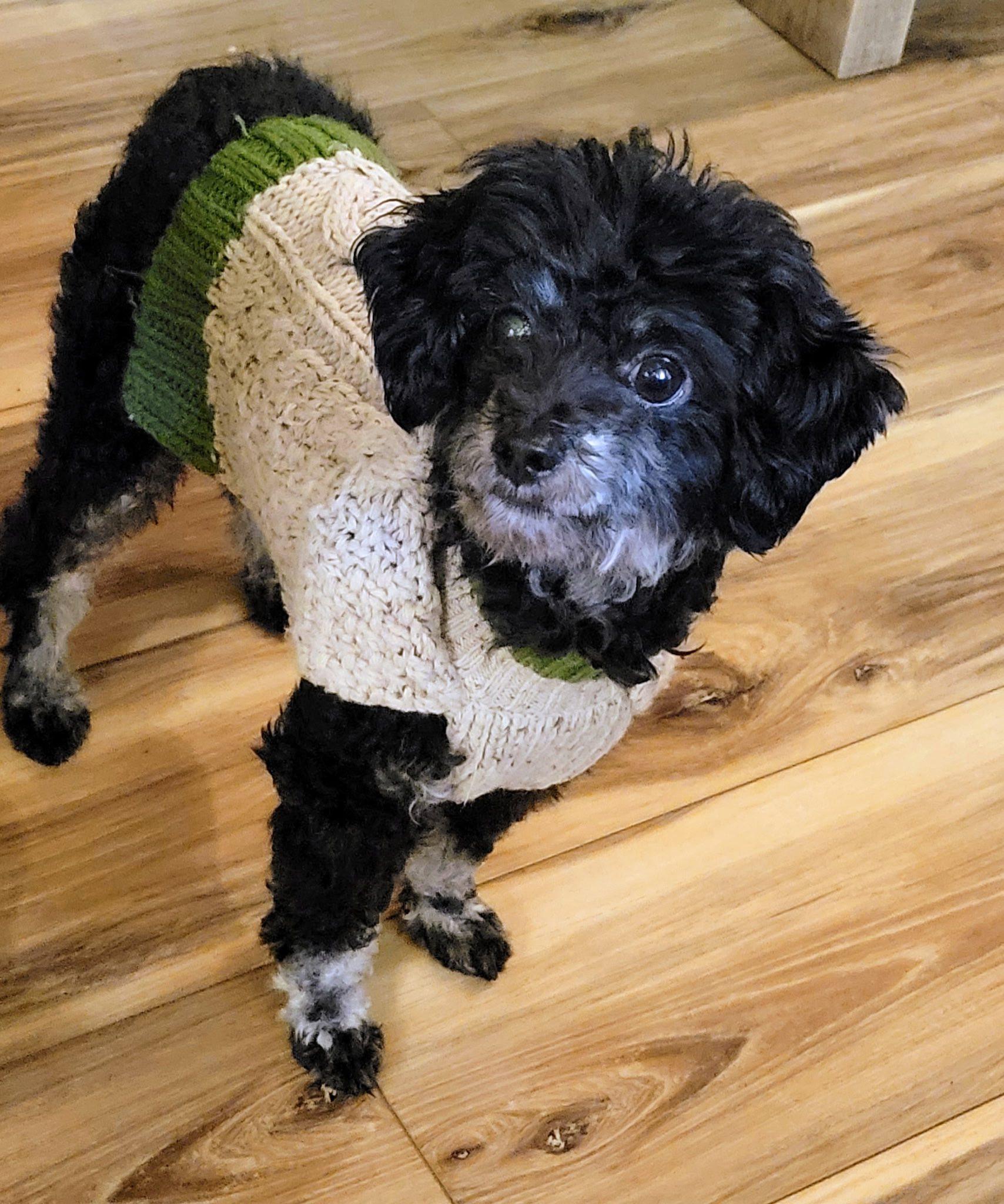 Enlarge Norm, a ADOPTABLE mixed breed in Salem, OR image 3/6