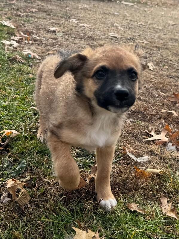 Kenna, a Adoptable mixed breed in Alma, WI image 1/6