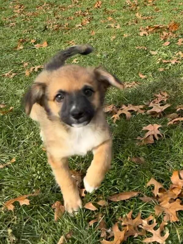 Kenna, a Adoptable mixed breed in Alma, WI image 2/6