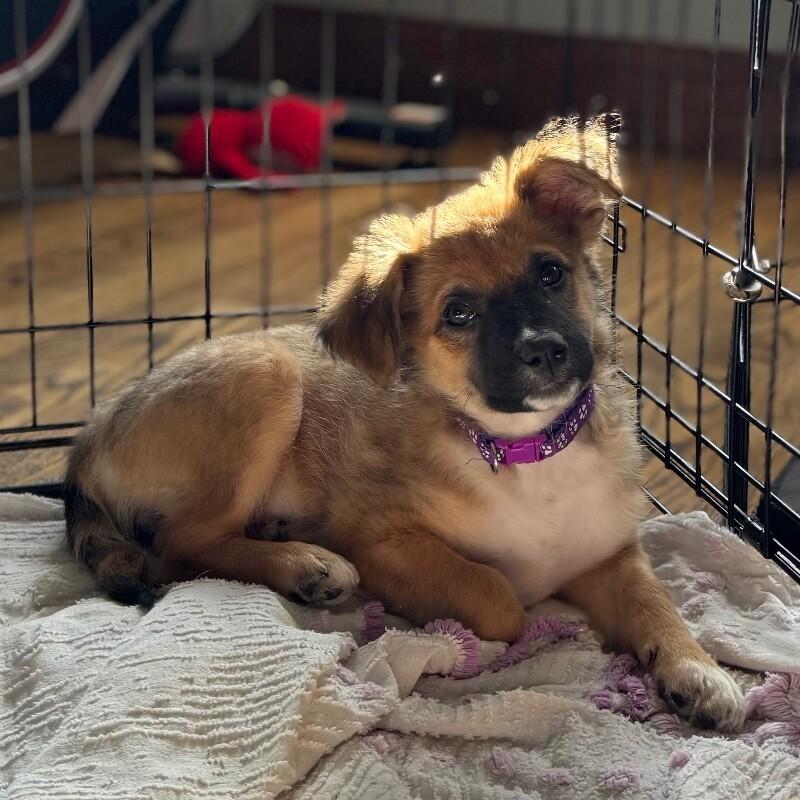 Kenna, a Adoptable mixed breed in Alma, WI image 3/6