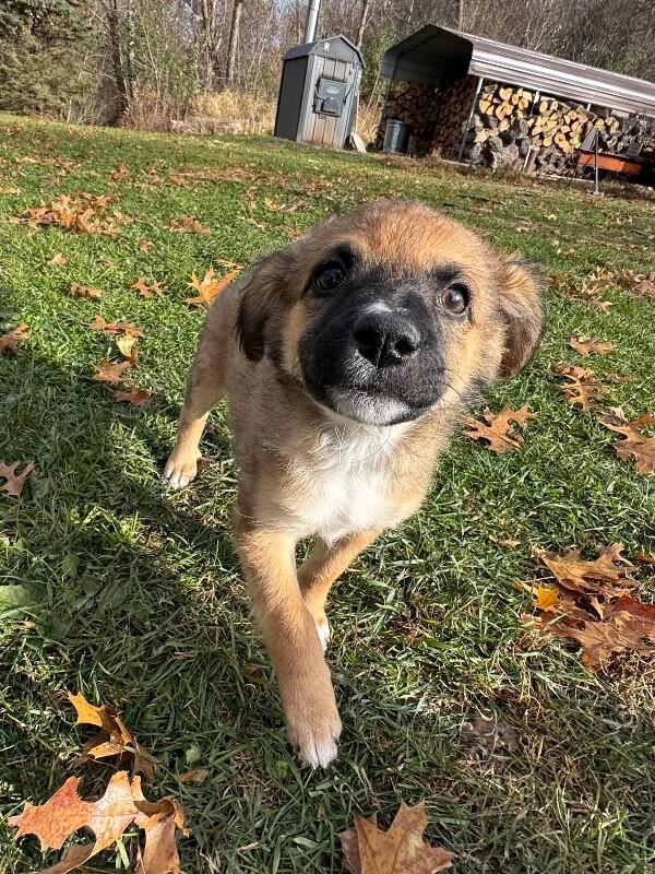 Kenna, a Adoptable mixed breed in Alma, WI image 4/6