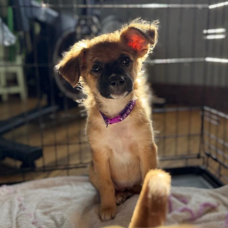 Kenna, a Adoptable mixed breed in Alma, WI image 5/6