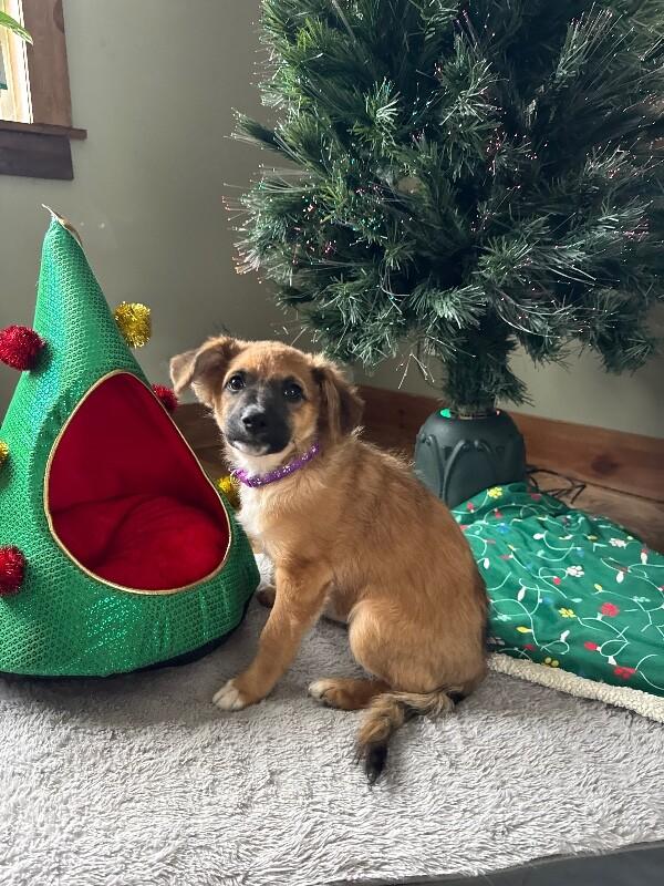 Kenna, a Adoptable mixed breed in Alma, WI image 6/6