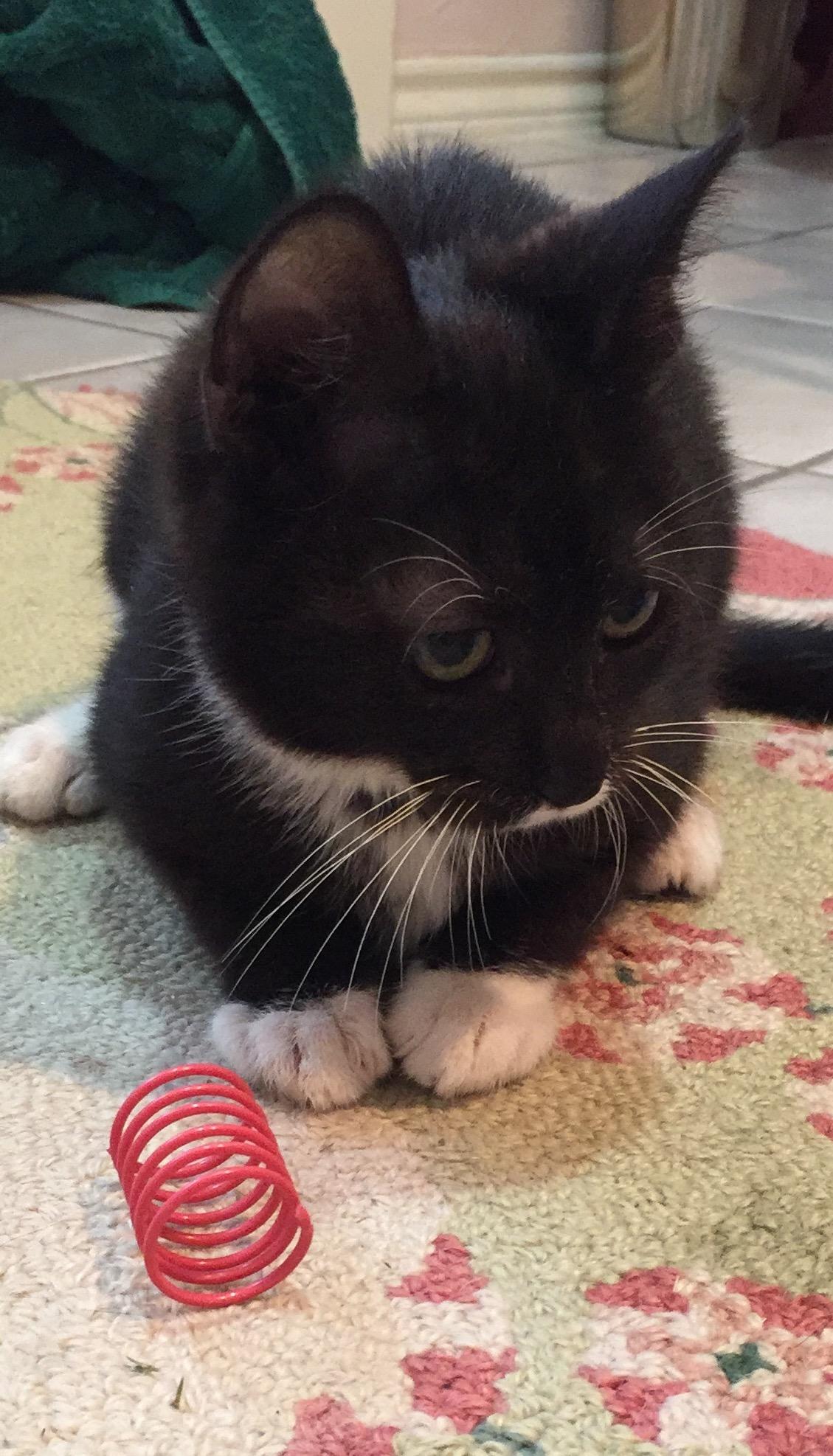 Milton, a Adoptable mixed breed image 1/4