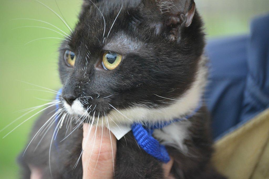 Milton, a Adoptable mixed breed image 2/4