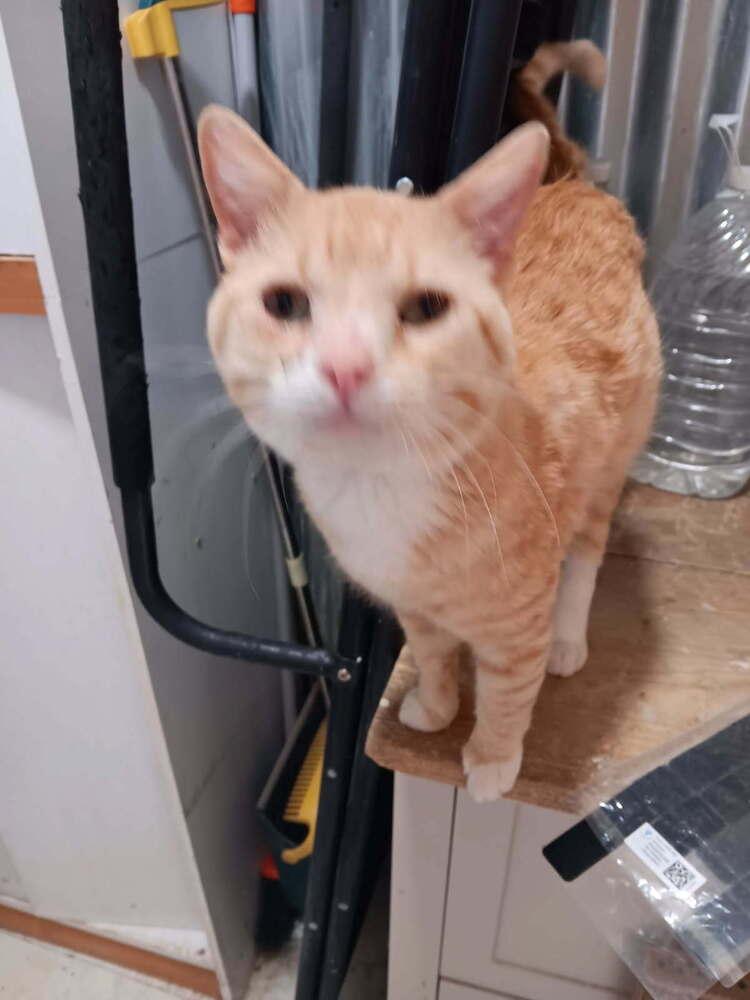 Colby Jack, a Adoptable Domestic Short Hair in Thatcher, AZ image 2/4