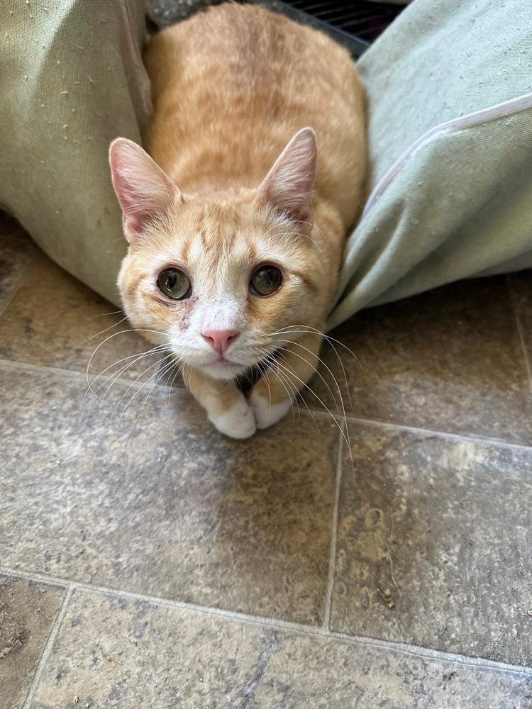 Colby Jack, a Adoptable Domestic Short Hair in Thatcher, AZ image 3/4