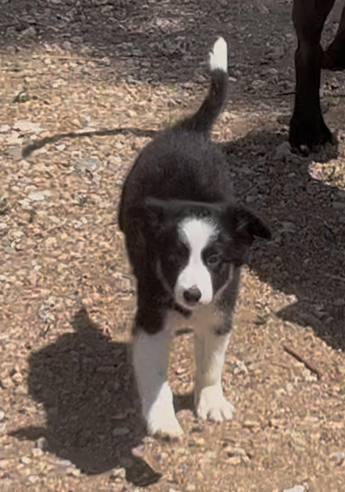 Enlarge Cora, a Adoptable mixed breed in Longmont, CO image 1/1