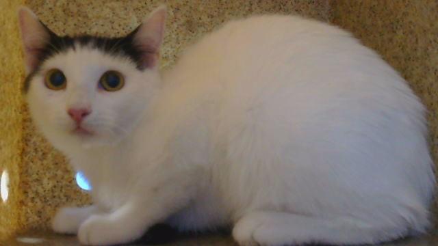 Enlarge BLOSSOM, a Adoptable Domestic Short Hair in Gardena, CA image 1/1