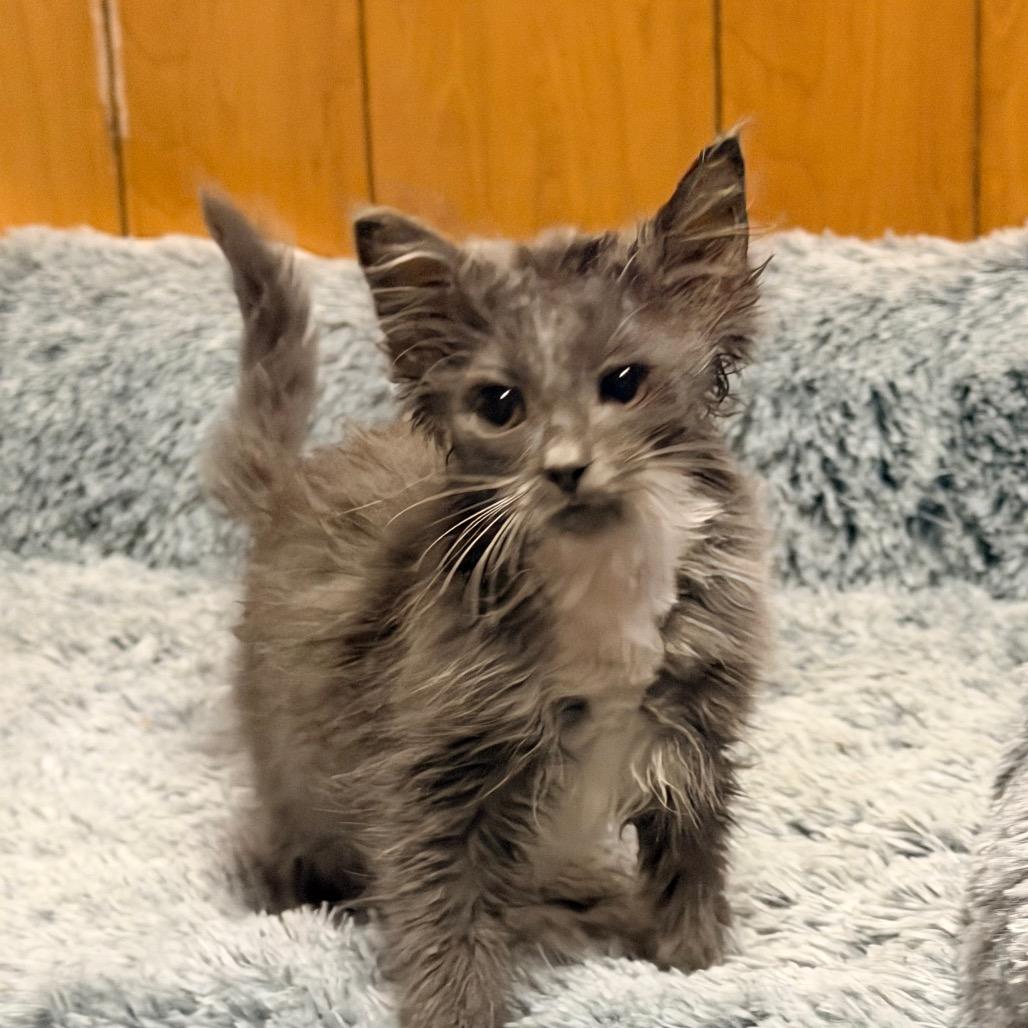 MIRAGE, an adopted Domestic Long Hair in Graham, WA image 3/5