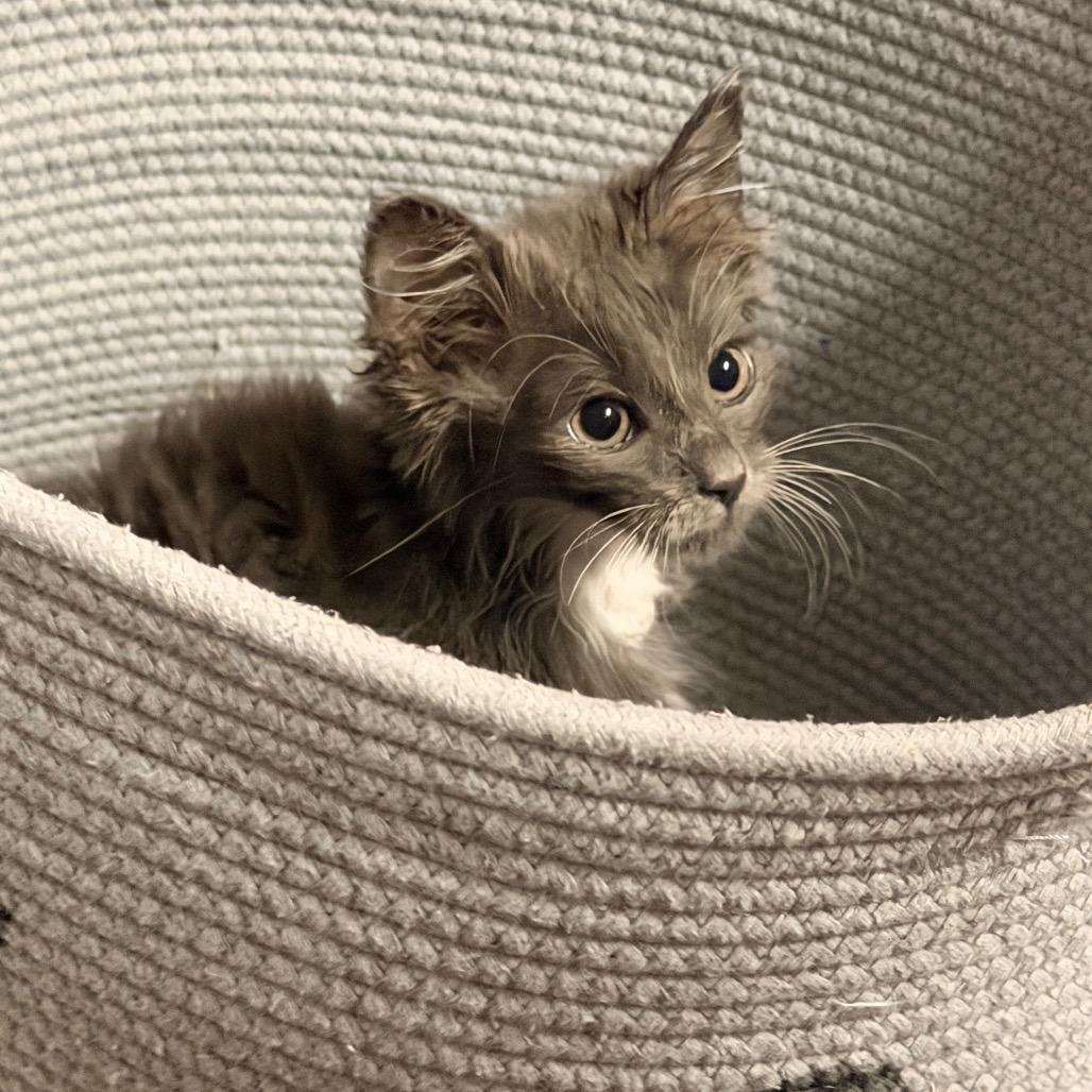 MIRAGE, adopted, Kitten Male Domestic Long Hair.