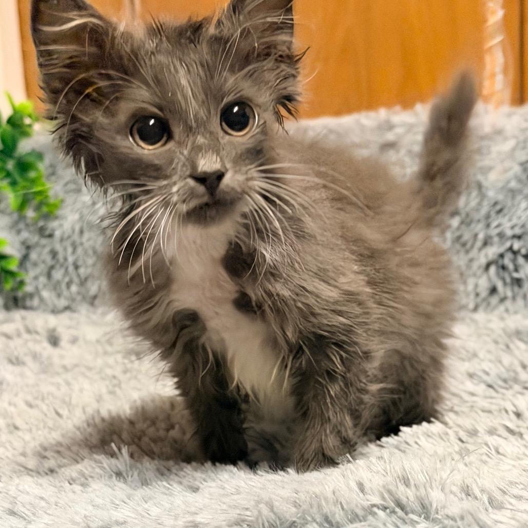 MIRAGE, an adopted Domestic Long Hair in Graham, WA image 4/5