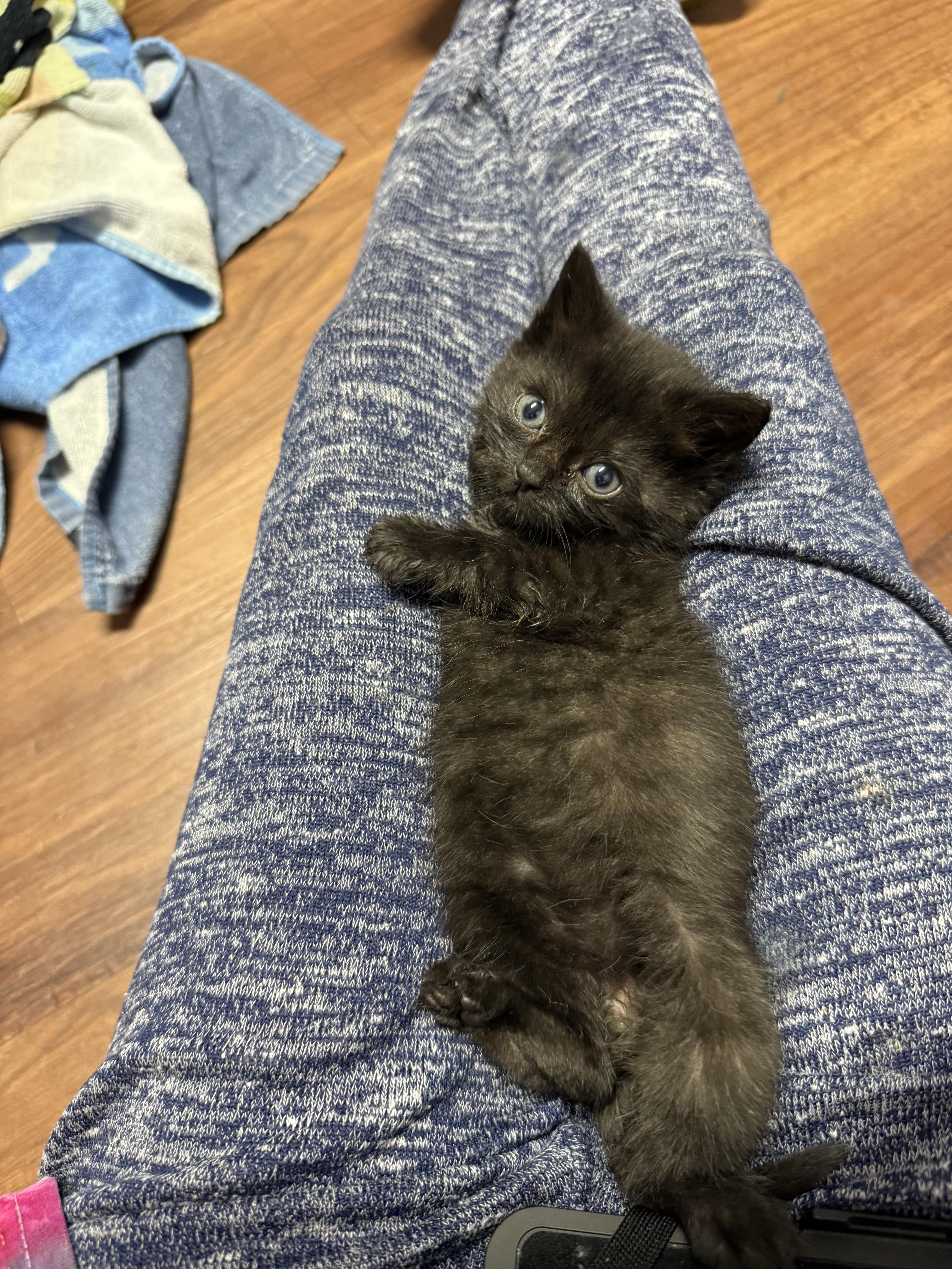 Enlarge Mouse , a ADOPTABLE Domestic Short Hair in Clifton, NJ image 4/4